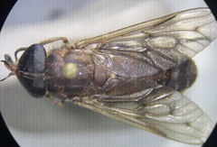 Tabanus sulcifrons