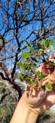 Arctostaphylos hookeri hookeri