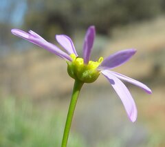 Brachyscome iberidifolia