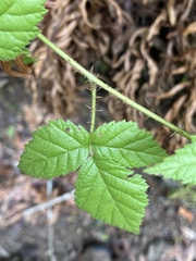 Rubus ursinus