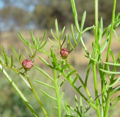 Brachyscome iberidifolia