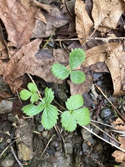 Fragaria