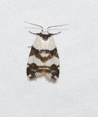 Thallarcha albicollis