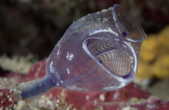 Clavelina