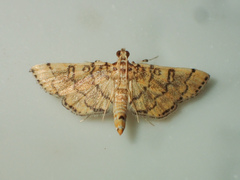 Nacoleia