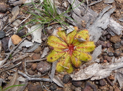 Drosera bulbosa