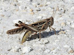 Schistocerca serialis cubense