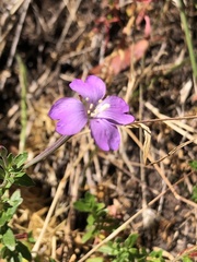 Epilobium billardiereanum