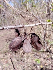 Mimosa lingvatouana