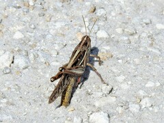 Schistocerca serialis cubense