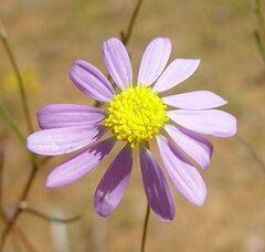 Brachyscome iberidifolia