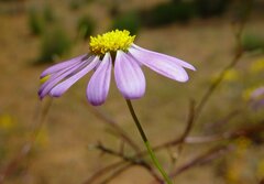 Brachyscome iberidifolia