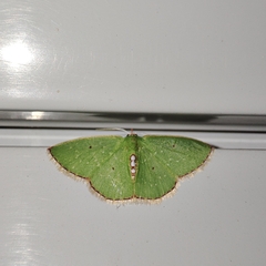 Nemoria lixaria