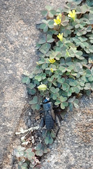 Teleogryllus commodus