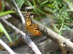 Heteronympha paradelpha