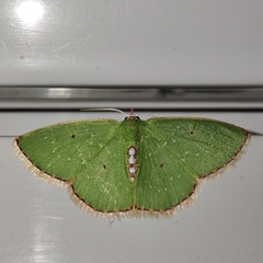 Nemoria lixaria