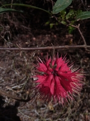 Combretum macrocalyx image