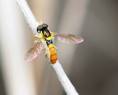 Sphaerophoria macrogaster