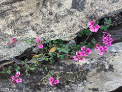 Indigofera vanzijlii