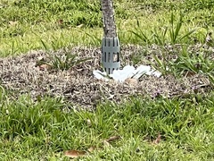 Setophaga coronata