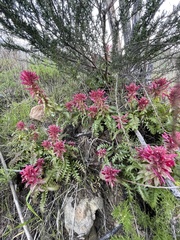 Pedicularis densiflora