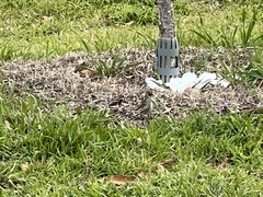 Setophaga coronata