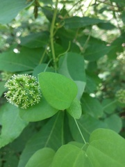 Smilax lasioneura