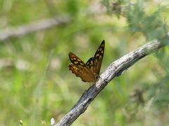 Heteronympha paradelpha