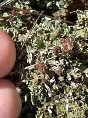 Cladonia subcariosa