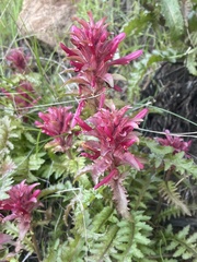 Pedicularis densiflora