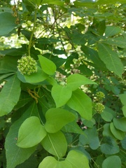 Smilax lasioneura