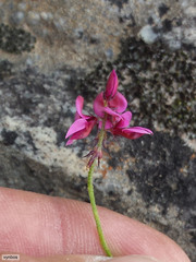 Indigofera vanzijlii
