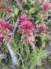 Pedicularis densiflora
