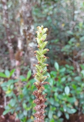 Gomphichis