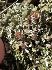 Cladonia subcariosa