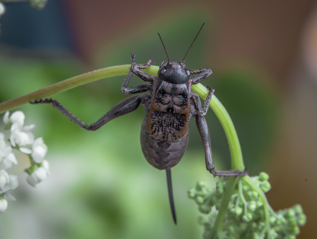 Onconotus
