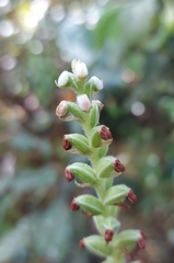 Gomphichis