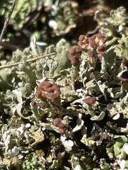 Cladonia subcariosa
