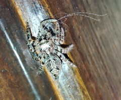Anarrhotus fossulatus