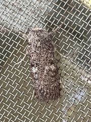 Cryptophasa irrorata