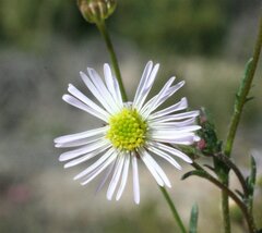 Brachyscome ciliaris
