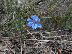 Lechenaultia biloba