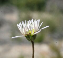 Brachyscome ciliaris