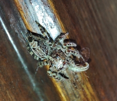 Anarrhotus fossulatus