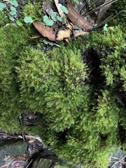 Hypnodendron