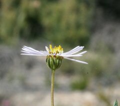 Brachyscome ciliaris