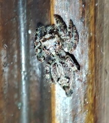 Anarrhotus fossulatus