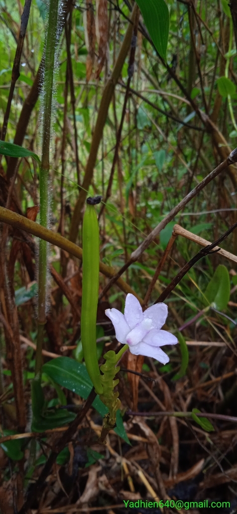 Thrixspermum amplexicaule