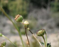Brachyscome ciliaris
