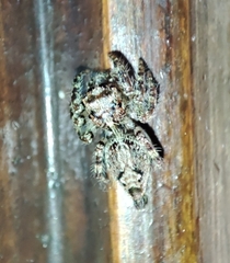 Anarrhotus fossulatus